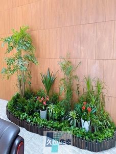 蜀山企业大厅绿植组合摆放