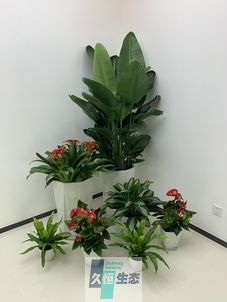 蜀山办公室花卉绿植租摆简约组合